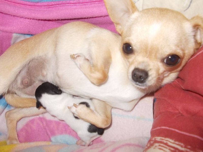 D'auriolatz - Chihuahua - Portée née le 12/03/2015